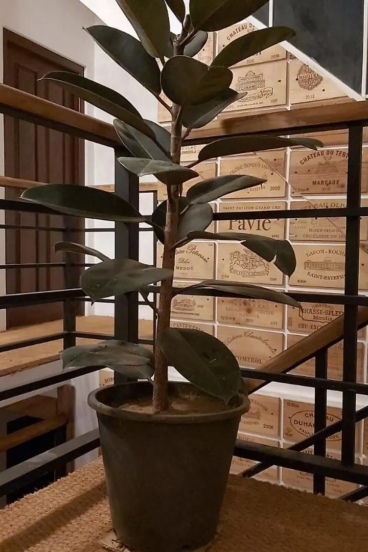 Appleton Villa Nuwaraeliya Nuwara Eliya Srí Lanka